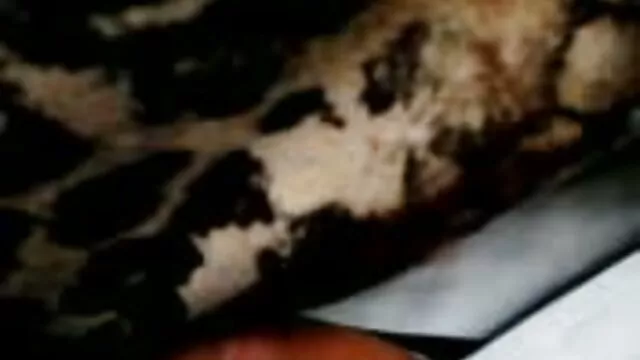 ジュノ-テンプル-キラージョー 女の子 の ため の エッチ な 無料 動画